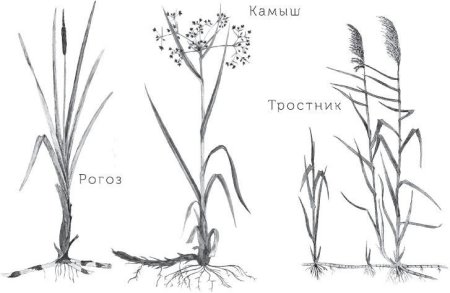 Камыш рогоз тростник отличия