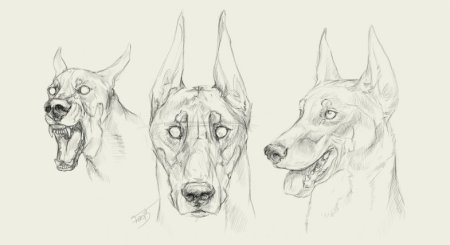 Доберман референс анатомия