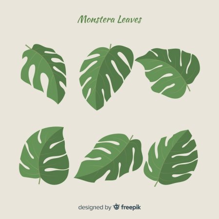 Край листа монстеры