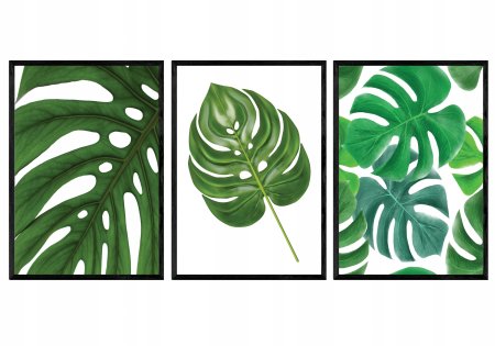 Monstera рус. Монстера