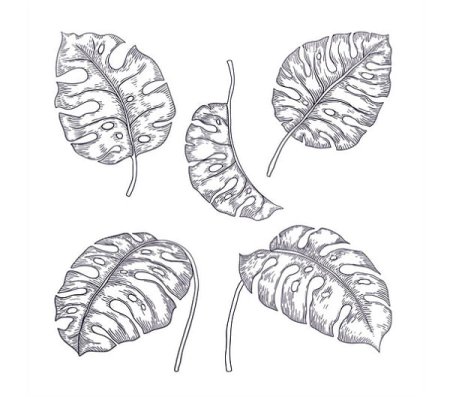 Листья карандашом экзотические