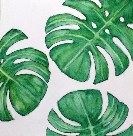 Монстера карандашом