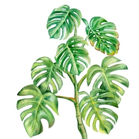 Monstera Leaf isolated