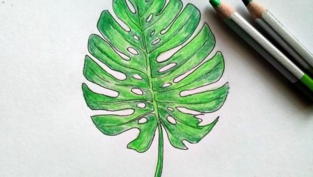 Листья пальмы карандашом