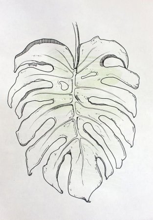 Лист монстеры эскиз