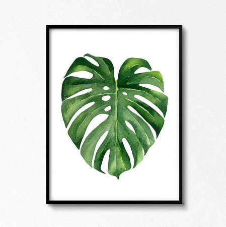 Monstera делицоса
