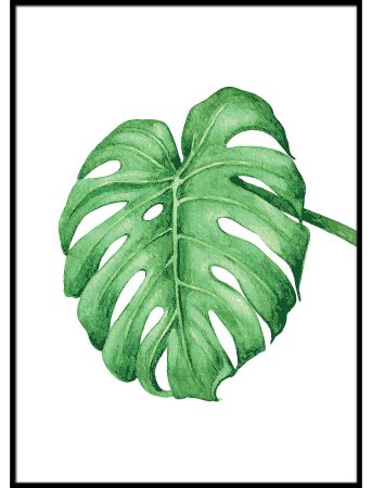 Монстера прилистники