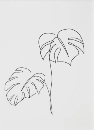 Монстера одной линией