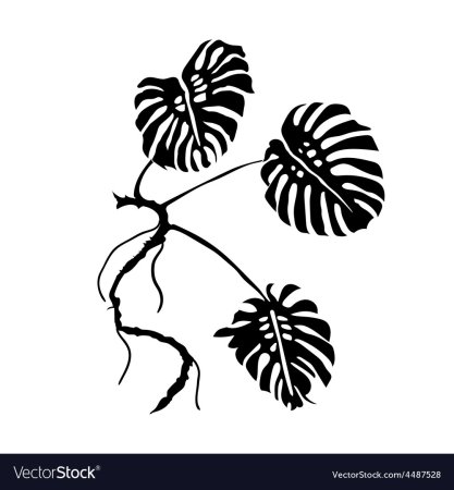 Черный силуэт листья монстеры