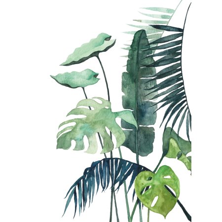 Монстера папоротник растения