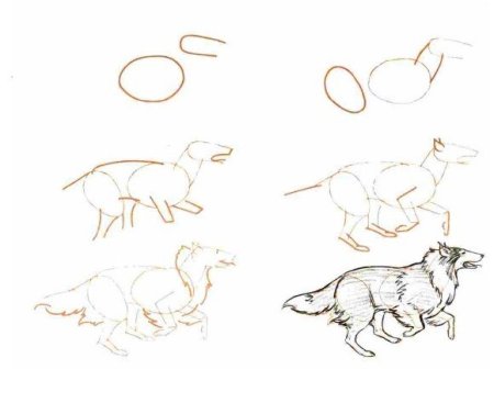 Пошаговое рисование животных реалистично