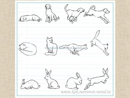 Иллюстрация животных в движение