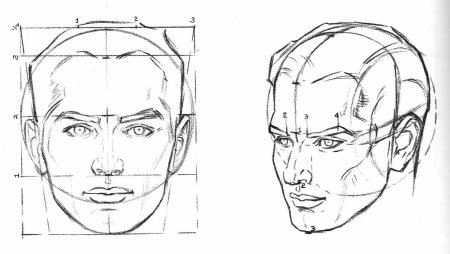 Пропорции головы человека анфас