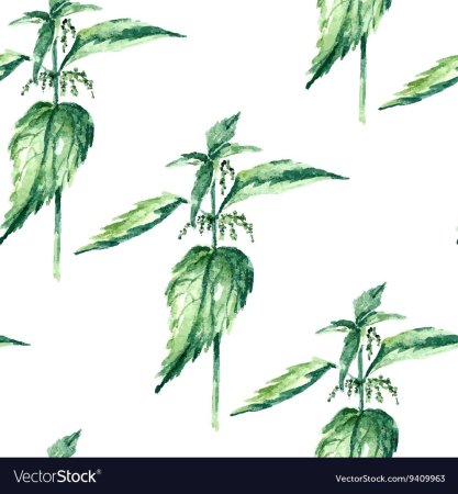 Крапива двудомная (Urtica dioica)
