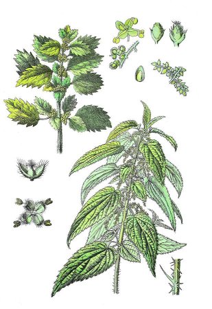Зарисовки крапивы карандашом