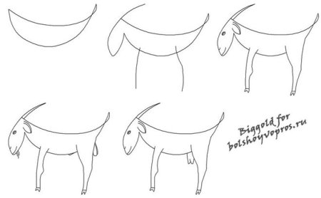 Поэтапное рисование козлика в средней группе