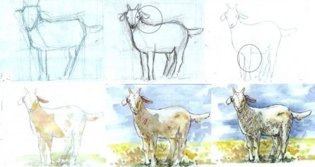 Коза карандашом поэтапно