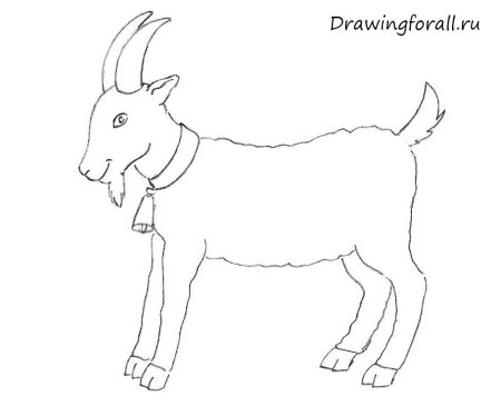 Рисунок козы пошагово