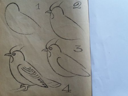 Птицы для срисовки
