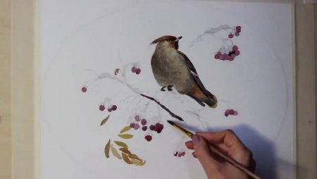 Уроки рисования птиц