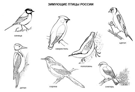 Нарисовать голубя карандашом