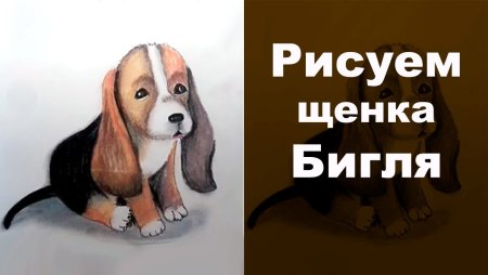 Рисунок щенок в коробке бигля по этапно