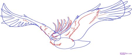 Феникс поэтапное рисование