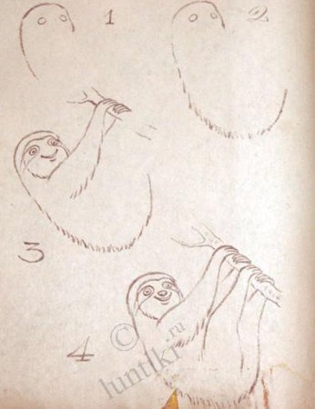 Ленивец картинка для детей