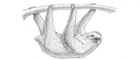 Ленивец карандашом