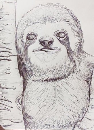 Пошаговое рисование ленивца