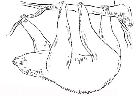 Ленивец карандашом