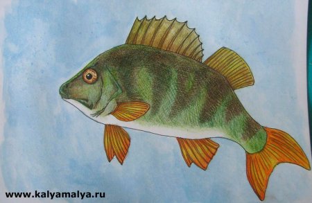 Рыбы цветными карандашами