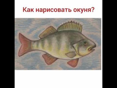 Поэтапное рисование окуня