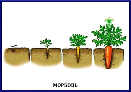 Пошаговое рисование дерева