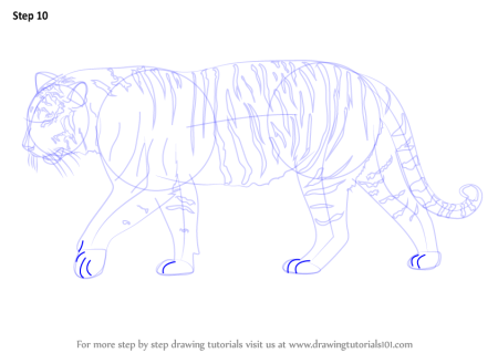 Морда тигра рисунок карандашом для детей