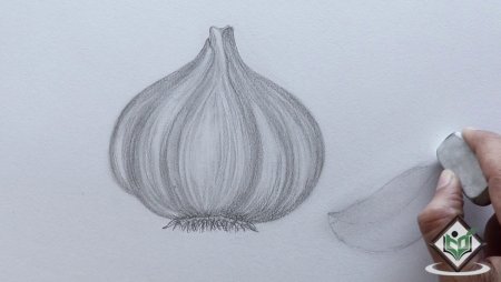 Чеснок рисунок карандашом