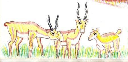 Сайгаки с детенышами рисунок