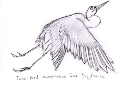 Рисунки карандашом аиста для срисовки