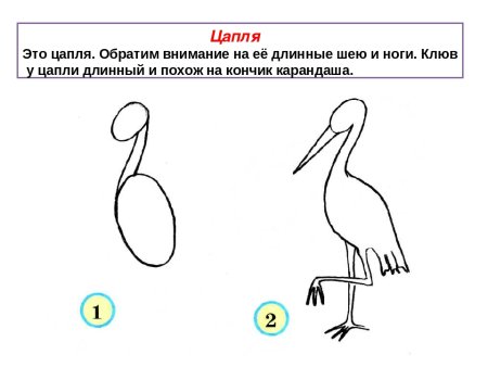 Как нарисовать цаплю поэтапно
