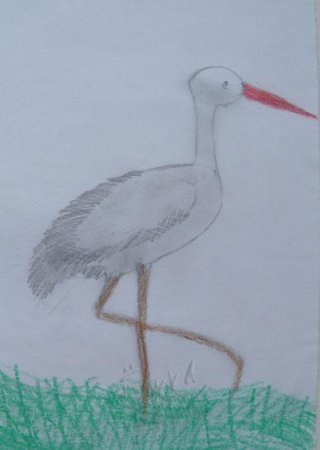 Поэтапное рисование аиста