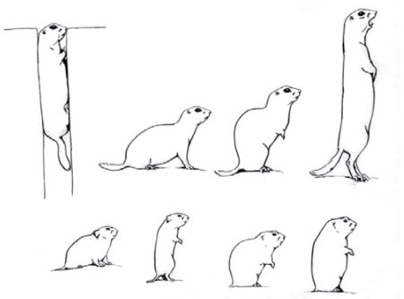 Суслик рисунок карандашом