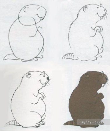 Рисунок бобра карандашом