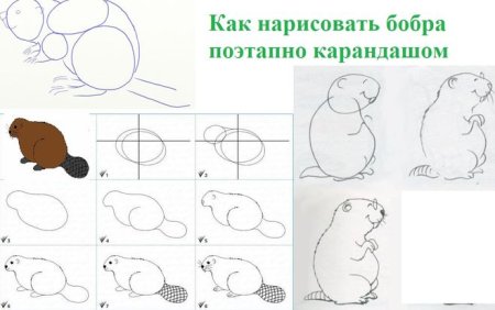 Поэтапное рисование бобра