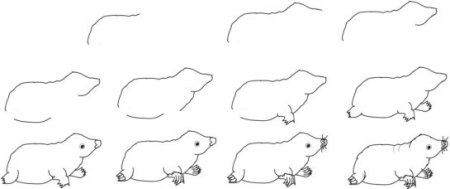 Крот поэтапное рисование