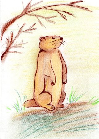 Суслик рисунок