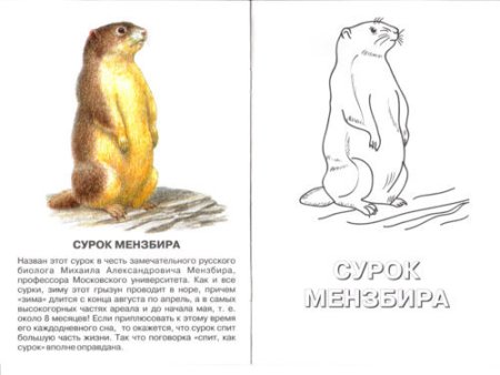 Нарисовать сурка