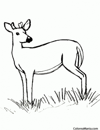 Косуля раскраска