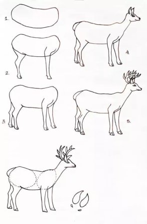 Рисование оленя пошагово