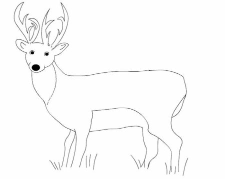 Косуля карандашом