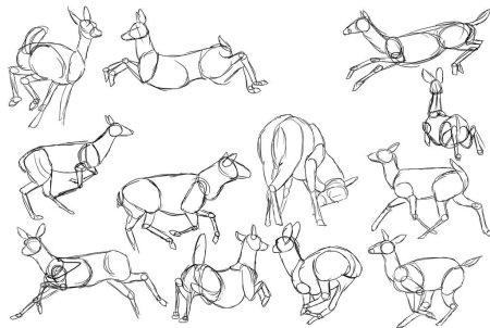 Поэтапное рисование оленя